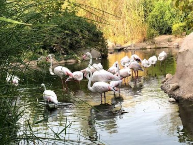 Al Ain Zoo-3
